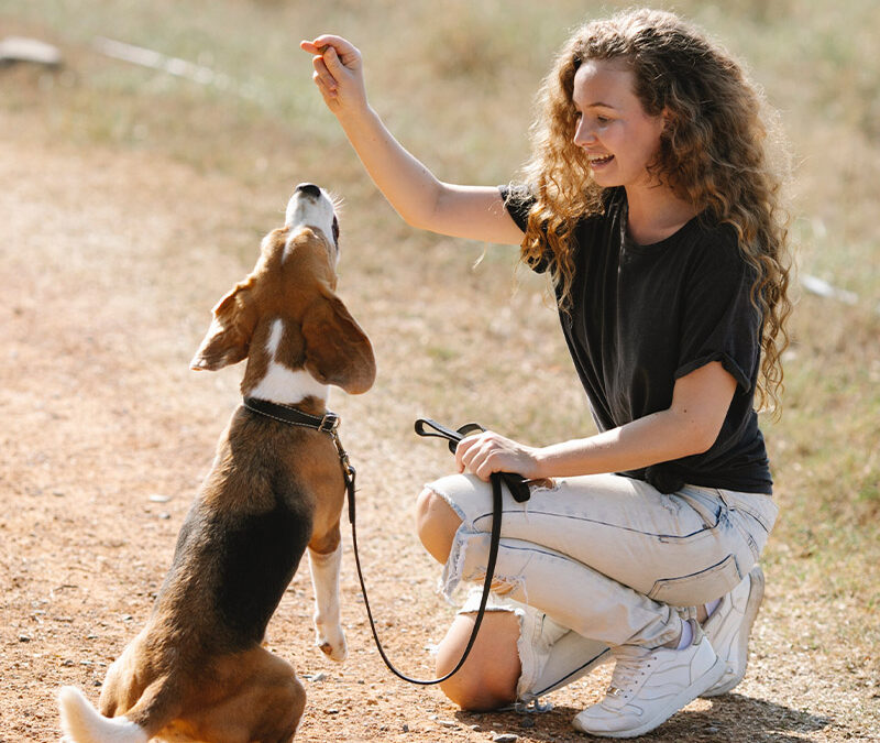 4 Reasons Dog Training Is Good for Your Pup – and YOU